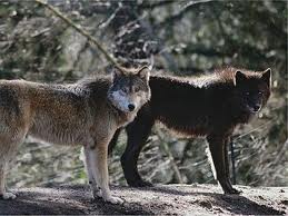 Oικολογική Οργάνωση απελευθέρωσε 22 λύκους στο Βελόνι Καλλιθέας