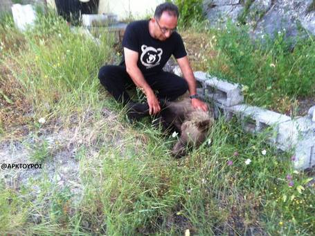 Δηλητηριασμένο αρκουδάκι βρέθηκε σε δασική περιοχή κοντά στην Καστοριά