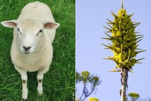 Άνθισε φυτό που τρώει πρόβατα