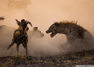 Αφρικανοί άγριοι σκύλοι εναντίον ύαινας