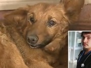 video Πυροσβέστης έσωσε σκύλο με το φιλί της ζωής!