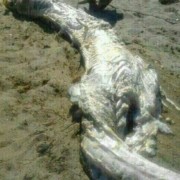 Θαλάσσιο “τέρας” ξεβράστηκε σε Ισπανική ακτή