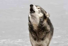 Πως εξηγούν οι ερευνητές το ουρλιαχτό των λύκων;