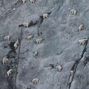 Οι καλύτεροι ορειβάτες του κόσμου ή αλλιώς… κατσίκες!