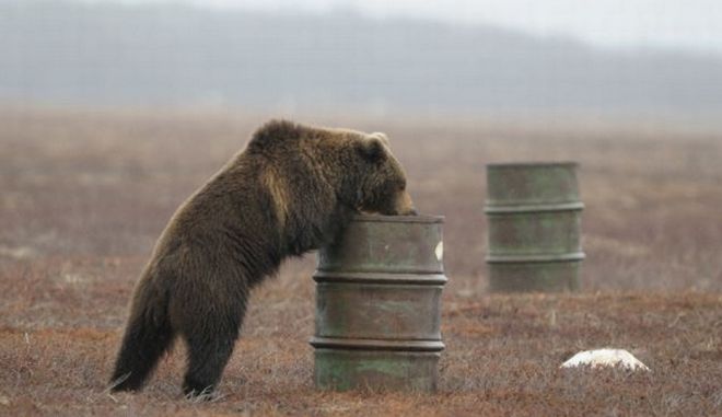 Γρεβενά :Αρκούδα κατασπάραξε ζώα μέσα σε στάβλους πέντε κοινοτήτων, σε Κυπαρίσσι, Λείψι, Τρίκορφο, Ροδιά και Αηδόνια