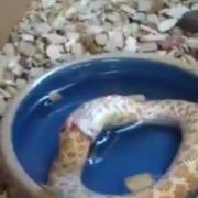 Φίδι αυτοκτονεί… τρώγοντας τον εαυτό του [βίντεο]