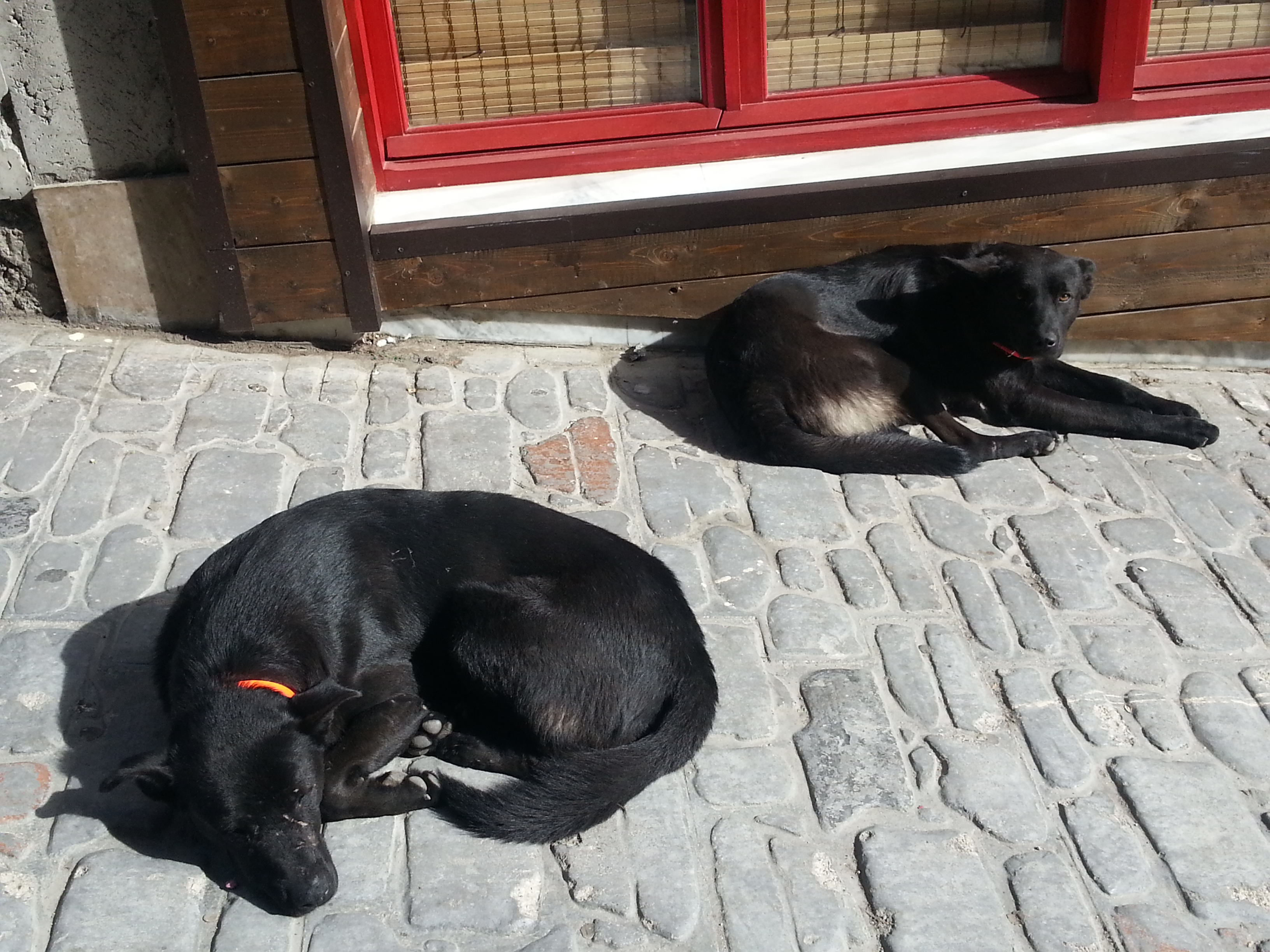 «Αντεπίθεση»… φιλόζωων  πολιτών. Απελευθέρωσαν τα δύο μαύρα σκυλιά των Γρεβενών! (φωτογραφίες)
