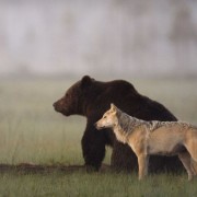 Ο λύκος και η αρκούδα, μια σπάνια φιλία