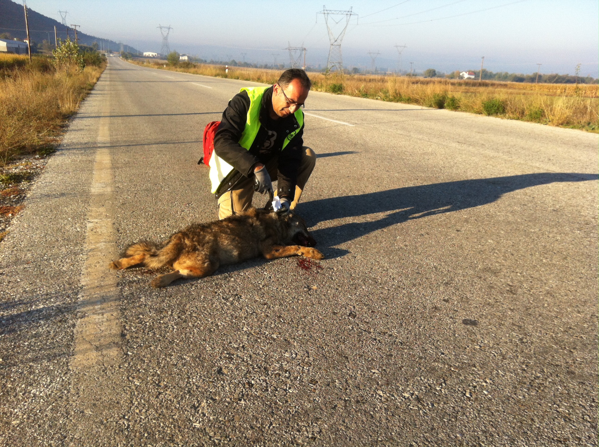 Νεαρή θηλυκή λύκαινα νεκρή σε τροχαίο ατύχημα στην Καστοριά