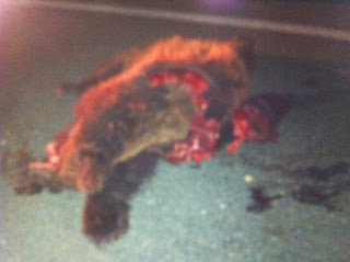 Τροχαίο ατύχημα με θύμα αρκούδα πριν από το κόμβο του χωριού Αλιάκμονας της Δημοτικής Ενότητας Νεάπολης