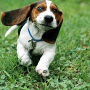 Έρευνα: Τι μας “λένε” τα σκυλιά με το κούνημα της ουράς τους