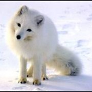 ΒΙΝΤΕΟ: Πως μια αλεπού κυνηγά ποντίκια στα χιόνια