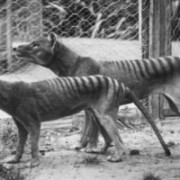 Κρυπτοζωολόγοι βρήκαν σπάνια τίγρη που εξαφανίστηκε πριν 80 χρόνια