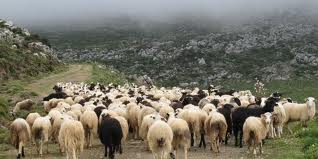 Επείγουσα ανακοίνωση για τους κτηνοτρόφους του Νομού Γρεβενών