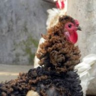Κόκορας με περμανάντ κάνει τον γύρο του κόσμου (photos)