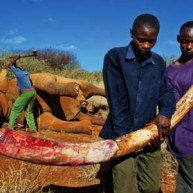 Αφρική: Το ελεφαντόδοντο και οι τρομοκράτες