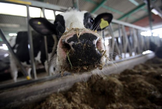 Αντιπεριφέρεια Γρεβενών: Τι δήλωση πρέπει να καταθέσουν οι αγελαδοτρόφοι