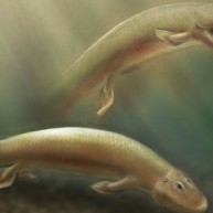 Βρέθηκε αρχαίο ψάρι με πόδια – Ο χαμένος σύνδεσμος στην ιστορία της εξέλιξης