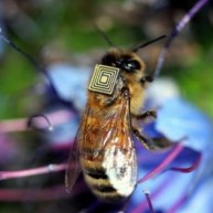 Το θανάσιμο μυστικό των μελισσών