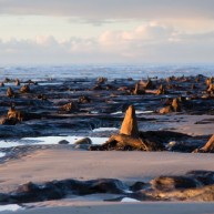 Προϊστορικό δάσος ηλικίας 5000 ετών ξεπρόβαλε από την άμμο