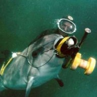 Τα «στρατιωτικά» δελφίνια της Κριμαίας πάνε στη Ρωσία