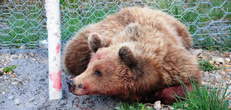 (video): Υπέκυψε η αρσενική αρκούδα η οποία χτυπήθηκε στην Εγνατία Οδό (στο τμήμα «Σιάτιστα- Γρεβενά» )  – Η πρώτη νεκρή αρκούδα σε τροχαίο για το 2014