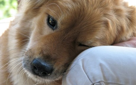 20 πράγματα που δεν πρέπει να ξεχνάμε όσοι αγαπάμε τα σκυλιά! Μαθήματα ζωής!