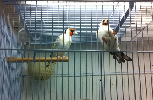 Κοζάνη: Χειροπέδες σε λαθρέμπορο άγριων πουλιών – Απελευθερώθηκαν 435 καρδερίνες!!!