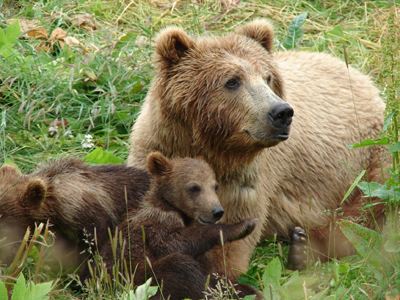 H Kυνηγετική Ομοσπονδία Μακεδονίας – Θράκης για τα συνεχή περιστατικά επιθέσεων αρκούδων σε ανθρώπους και σε αγροτικά ζώα στη Δυτική Μακεδονία