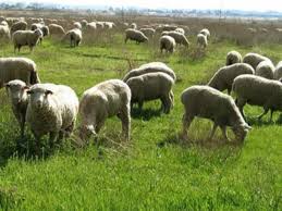 Σε ζώνη ελέγχου 14 χωριά των Γρεβενών για τον καταρροϊκό πυρετό! Κίνδυνος για την κτηνοτροφία.