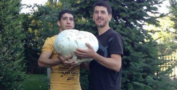 Μανιτάρι-γίγας στην Κοζάνη: Ζυγίζει 5,5 κιλά και χρειάζονται δύο για να το μεταφέρουν