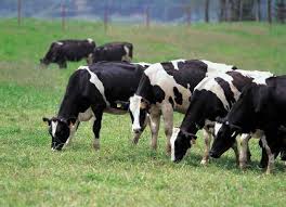 Φλώρινα: Οχτώ αγελάδες … από την Άρτα στην Κρυσταλλοπηγή