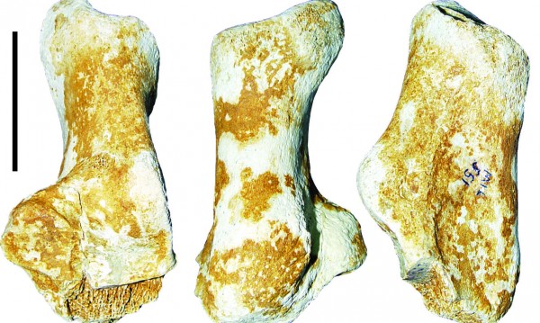 Γρεβενά: Βρέθηκε απολίθωμα γιγαντιαίας αρκούδας 3.000.000 ετών – Εντυπωσιάζει το μέγεθος της πτέρνας της (Φωτό)!