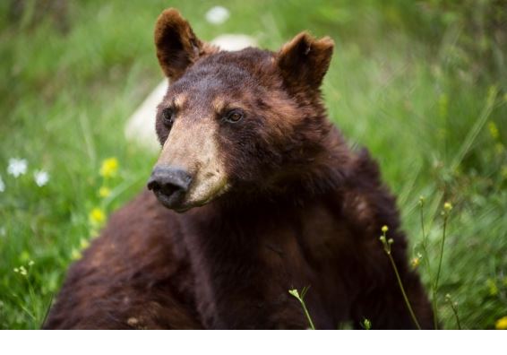 Πλήρης ημερών πέθανε ο Γιώργος, μία από τις αρκούδες του «Αρκτούρου»