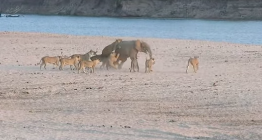 video:Μωρό ελεφαντάκι γλιτώνει από μια αγέλη 14 πεινασμένων λιονταριών