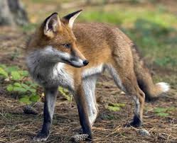 Παρατείνεται έως τις 20 Δεκεμβρίου το πρόγραμμα εμβολιασμού των αλεπούδων κατά της λύσσας