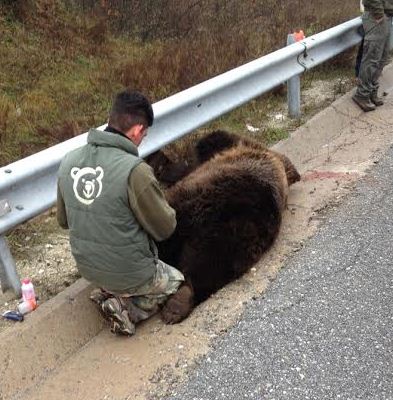 Τέταρτη νεκρή αρκούδα σε τροχαίο το 2014