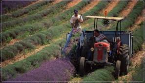 Δήμος Γρεβενών: Ημερίδα για τις εναλλακτικές καλλιέργειες