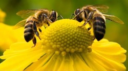 Ημερίδα για την  Μελισσοκομία – Κέντρο Τεχνολογικής Έρευνας ΤΕΙ Δυτικής  Μακεδονίας