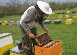 Π.Ε Γρεβενών: Προγράμματα Μελισσοκομίας 2015 – Τα απαραίτητα δικαιολογητικά