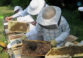 Σεμινάριο μελισσοκομίας από τον Μελισσοκομικό Σύλλογο ΠΕ Κοζάνης