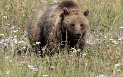 Γρεβενά: Οι αρκούδες κάνουν βόλτα στις πλατείες των χωριών (video)
