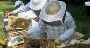 Ο Μελισσοκομικός Σύλλογος ΠΕ Κοζάνης καλεί τα μέλη του στο σεμινάριο μελισσοκομίας στις 27-28 και 29 Ιουλίου
