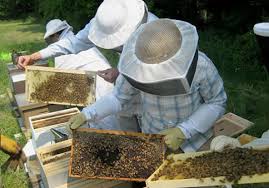 Τριήμερη ταχύρυθμη  εκπαίδευση Μελισσοκόμων από το Κέντρο «ΔΗΜΗΤΡΑ» Γρεβενών σε συνεργασία με την Περιφερειακή Ενότητα Γρεβενών