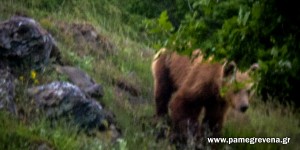 Το αρκουδάκι της Αλατόπετρας Γρεβενών! (φωτογραφίες)