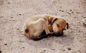 Δήμος Γρεβενών:  Ολοκληρώθηκαν οι εργασίες στο καταφύγιο αδέσποτων ζώων