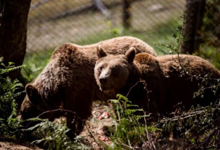 Γρεβενά : Αρκούδες… καταστρέφουν – μετά τα κοιμητήρια – και  Εικονοστάσια!