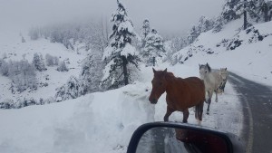 Σαμαρίνα: Χθες τα ελεύθερα άλογα στο Ρωμιό