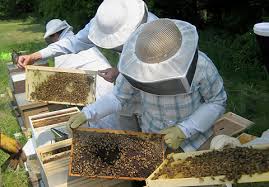 Προγράμματα Βελτίωσης της παραγωγής και εμπορίας των προϊόντων της μελισσοκομίας για το έτος 2016