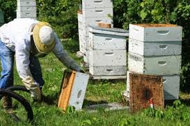 Π.Ε. Γρεβενών: Προστασία μελισσών από ψεκασμούς